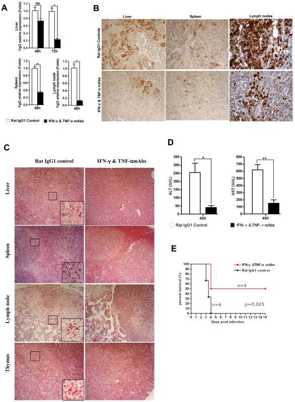 Up-regulation of FGL2 in PD-1-deficient mice after MHV-3 infection is regulated by IFN-γ and TNF-α.