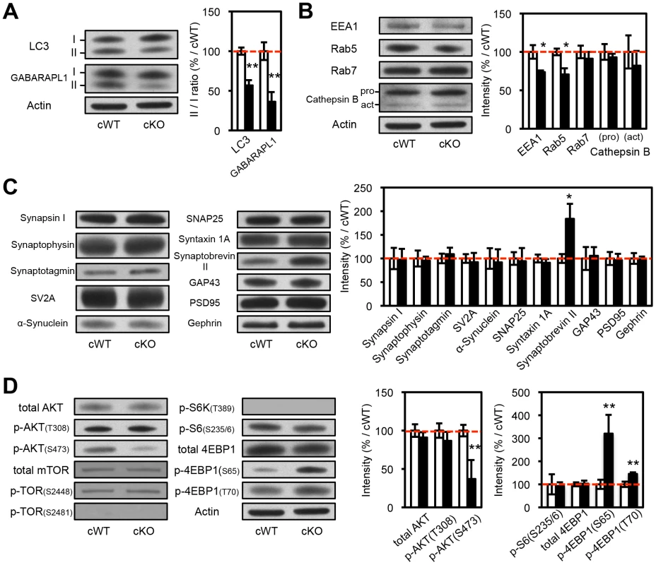 Biochemical analyses of the protein extracts from the striatal synaptosomes of <i>Atg7</i> cKO mice.