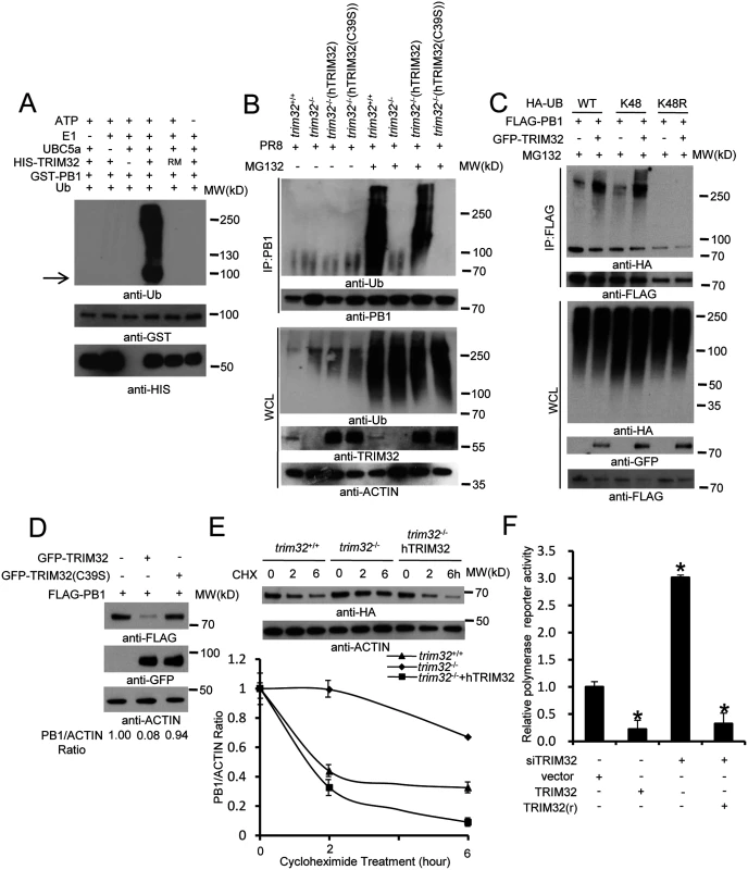 TRIM32 limits viral infection by targeting PB1 for ubiquitination.