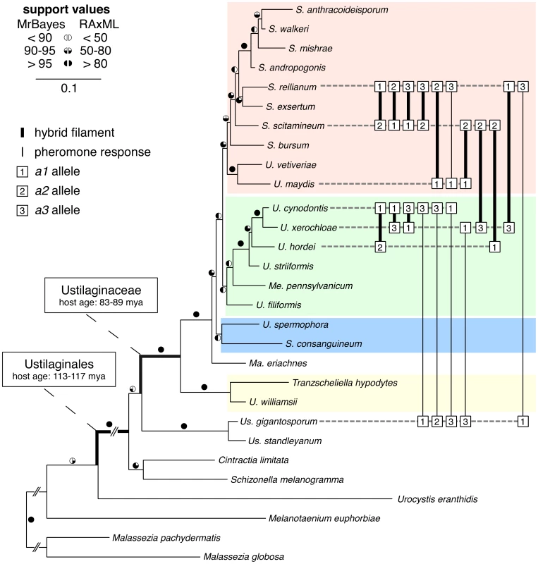 Multi-gene phylogeny and interspecific sexual compatibility of Ustilaginales.