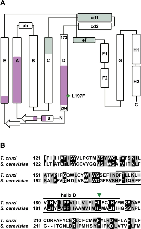 GNF7686 resistance-conferring mutation in <i>T</i>. <i>cruzi</i> cytochrome <i>b</i> structure.