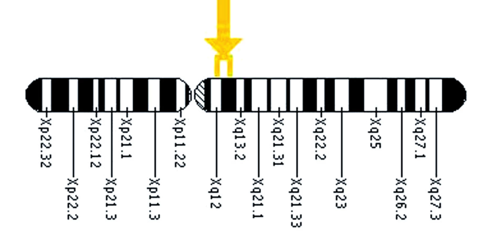 Umístění genu EDARADD na 1. chromozomu.