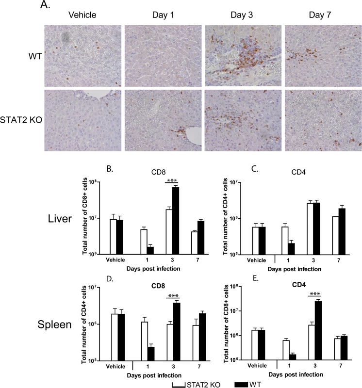 The cellular immune response to Ad5 infection is similar in wt and STAT2 KO hamsters.