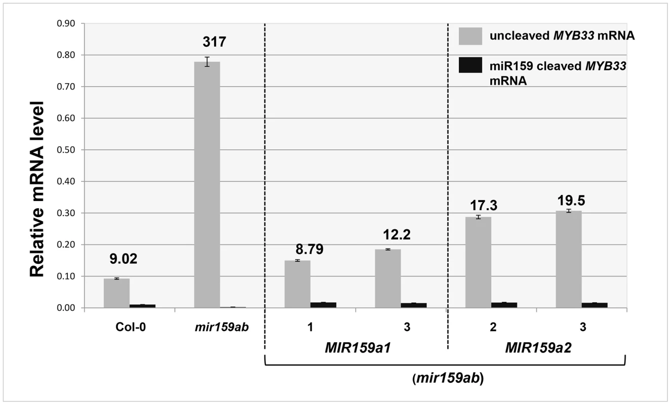 Quantitative comparison of un-cleaved <i>MYB33</i> mRNA and miR159-guided 3′-end <i>MYB33</i> cleavage products in <i>MIR159a1</i> and <i>MIR159a2</i> variants.