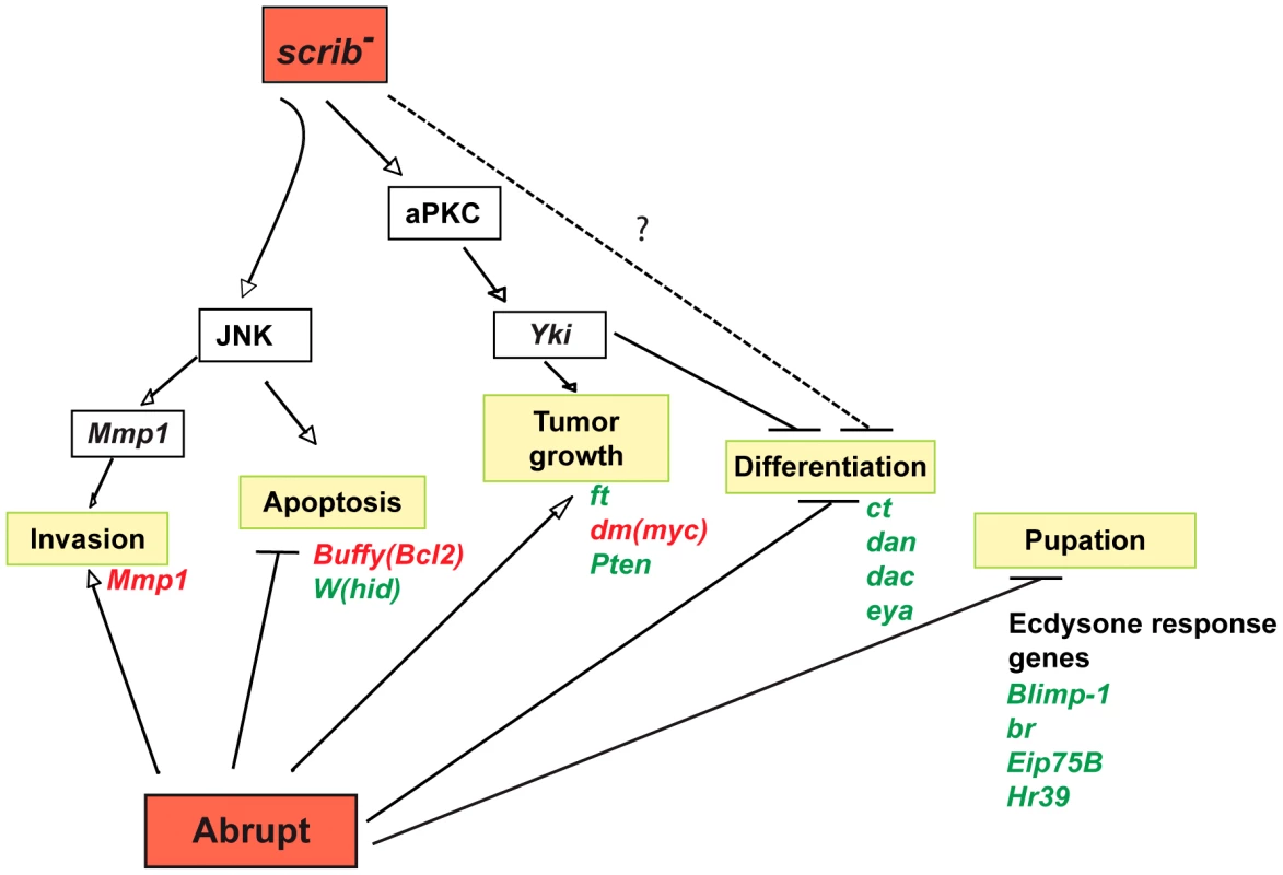Model illustrating the pathways involved in <i>scrib</i><sup>−</sup>+<i>ab</i> cooperative tumour overgrowth.
