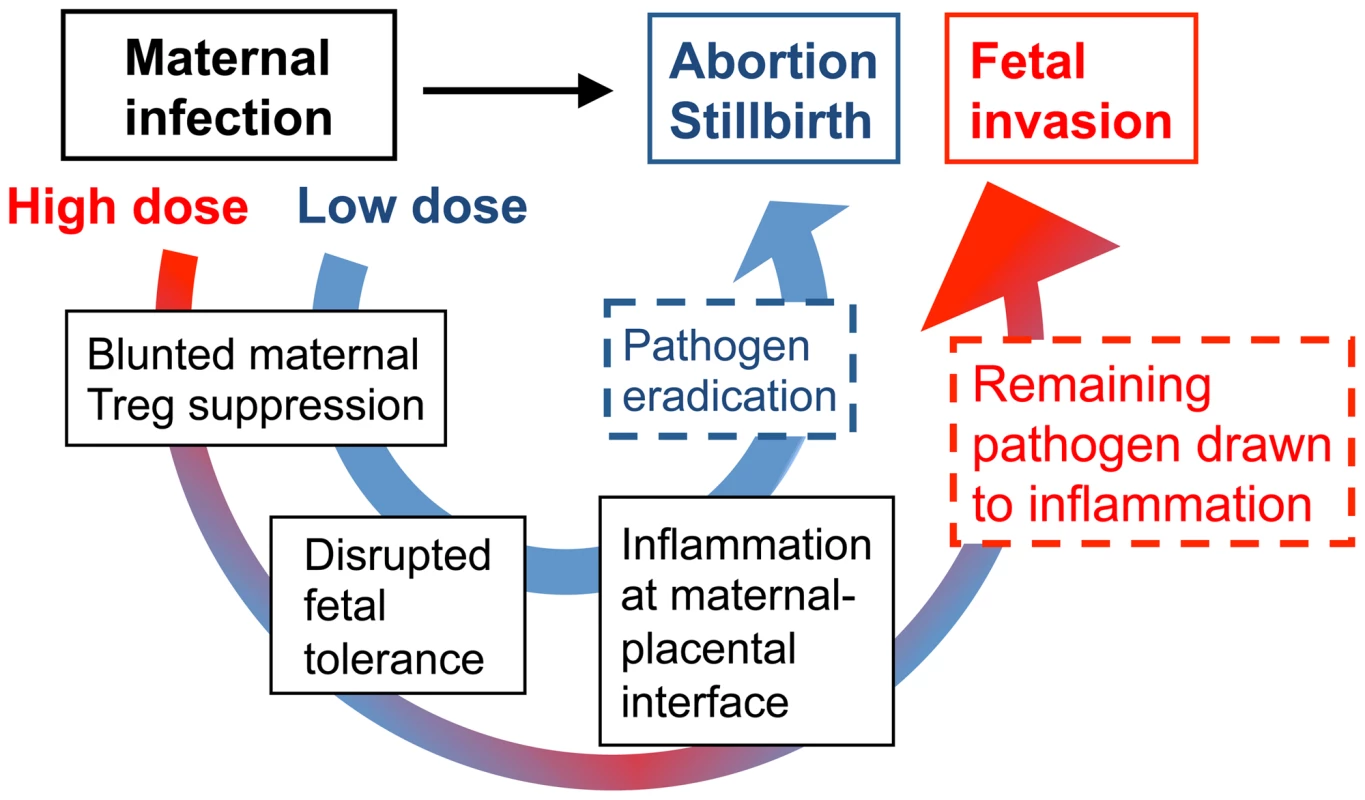 Proposed model for immune-mediated fetal wastage induced by prenatal infection that can occur with or without <i>in utero</i> pathogen invasion.