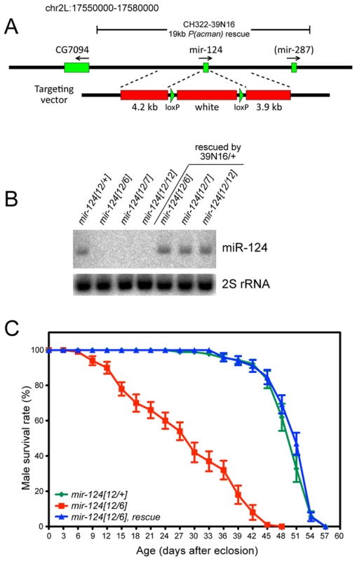 General characterization of <i>mir-124</i> knockout and rescue strains.