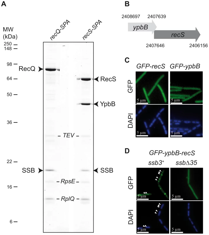 RecS assembles with YpbB into a complex targeted to active chromosomal replication forks <i>via</i> the SSB<sub>Cter</sub>.