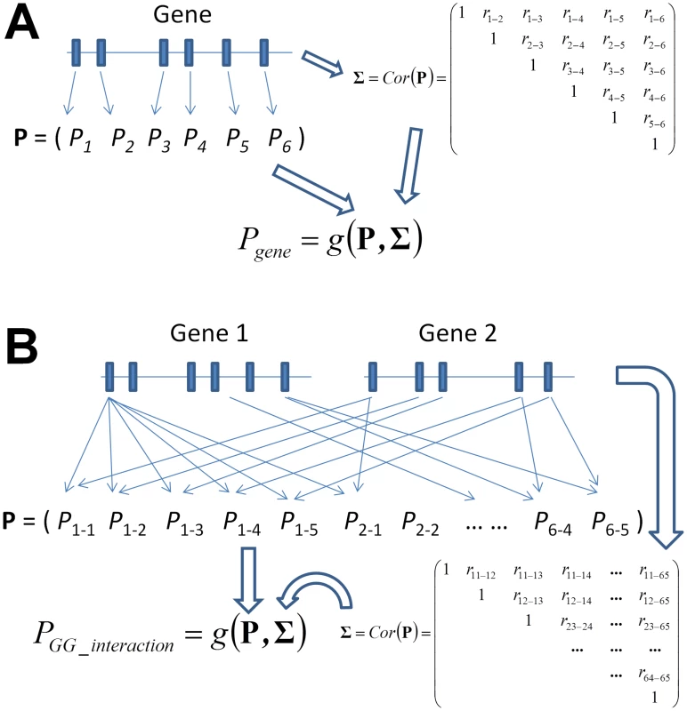 Graphical illustration of the framework of gene-based single-marker test and its generalization to a gene-based gene–gene interaction (GGG) test as proposed in this paper.