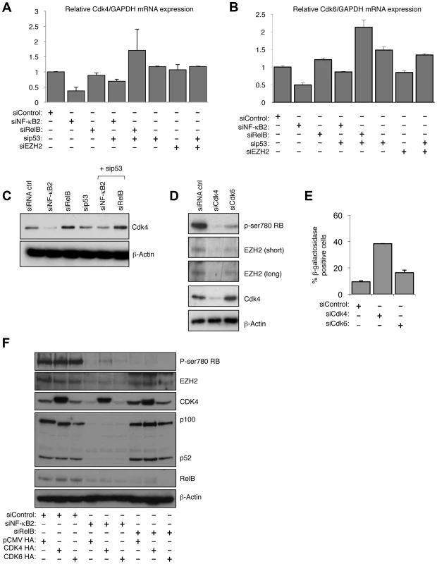 NF-κB2 controls Rb phosphorylation, EZH2 expression and senescence through CDK4 and CDK6 regulation.