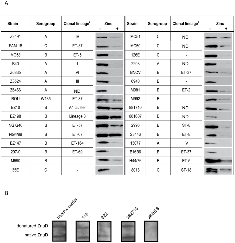 ZnuD synthesis in meningococcal isolates and in vivo.