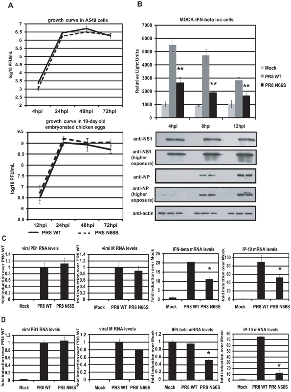 PB1-F2 N66S induces less IFN compared to PB1-F2 WT in the context of viral infection.