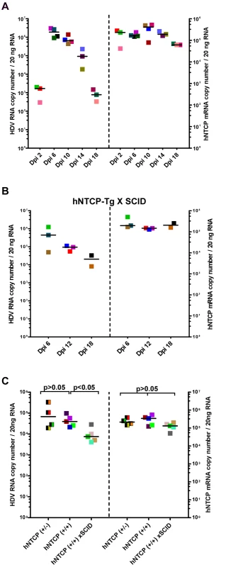 Clearance of HDV in hNTCP-Tg mice or hNTCP-Tg with Prkdc mutation (SCID) mice.