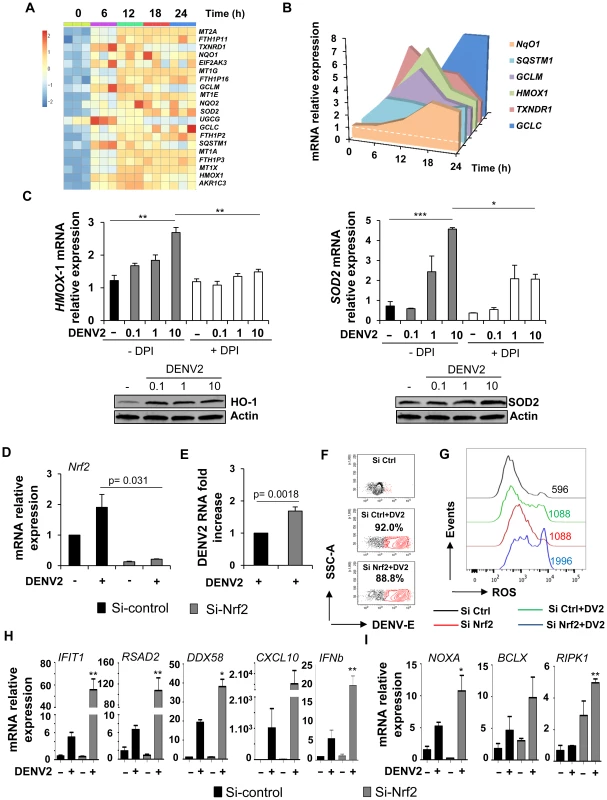 Nrf2 transcription factor limits DENV infection and modulates the innate immune and apoptotic responses.
