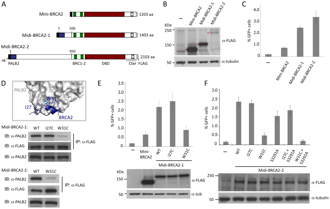 Midi-BRCA2s containing an intact PALB2 binding site restore HR levels.