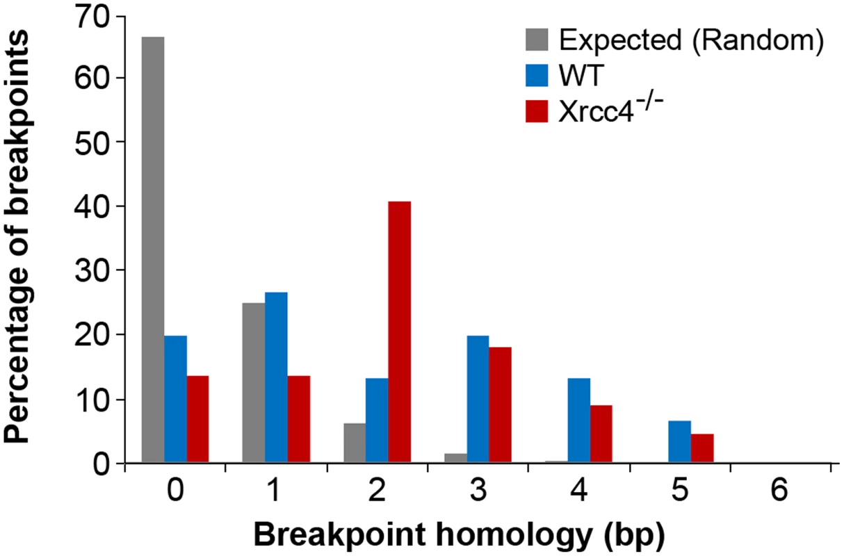Comparison of observed <i>de novo</i> CNV breakpoint junction sequence homology in wild-type and <i>Xrcc4<sup>−/−</sup></i> cells.