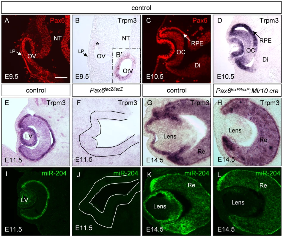 <i>Trpm3/miR-204</i> expression is dependent on Pax6 activity during eye development.