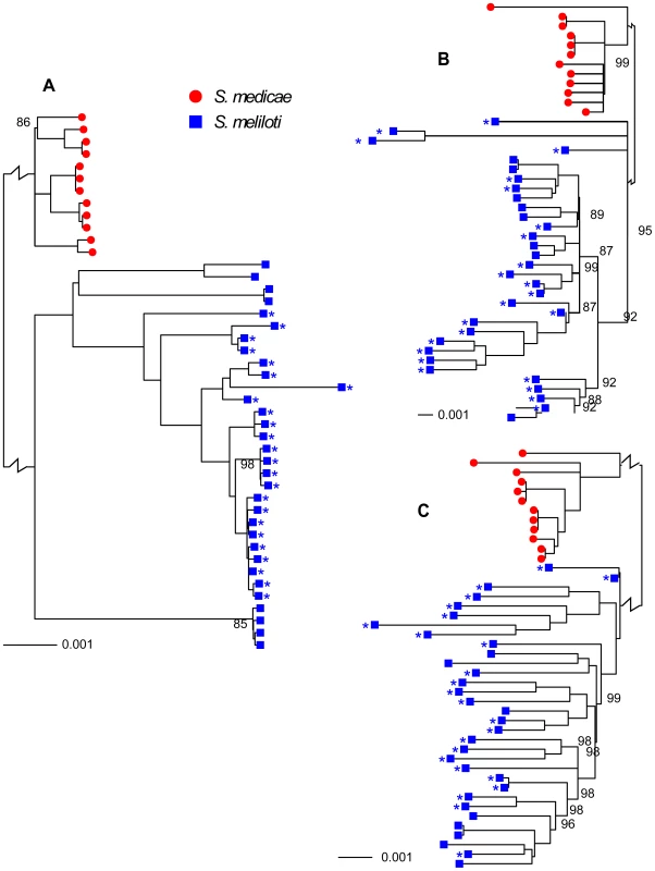 Neighbor-joining trees showing relationships among 32 <i>S. meliloti</i> (blue squares) and 12 <i>S. medicae</i> (red circles).