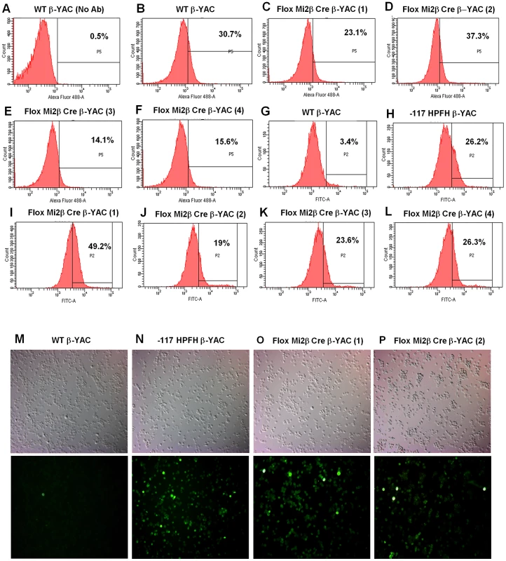Flow cytometry and cytospin analysis of blood from adult erythroid-specific Mi2β conditional knockout β-YAC transgenic mice.