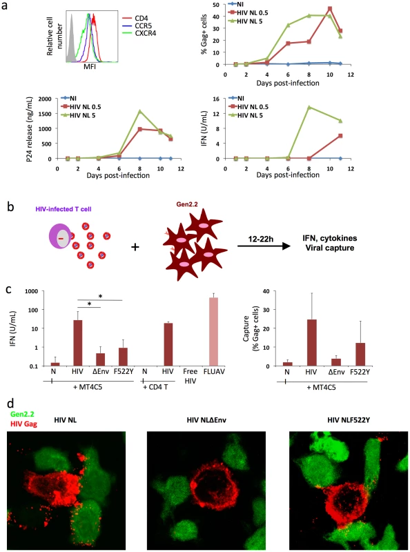 Recognition of HIV-infected cells by the Gen2.2 plasmacytoid-like cell line.