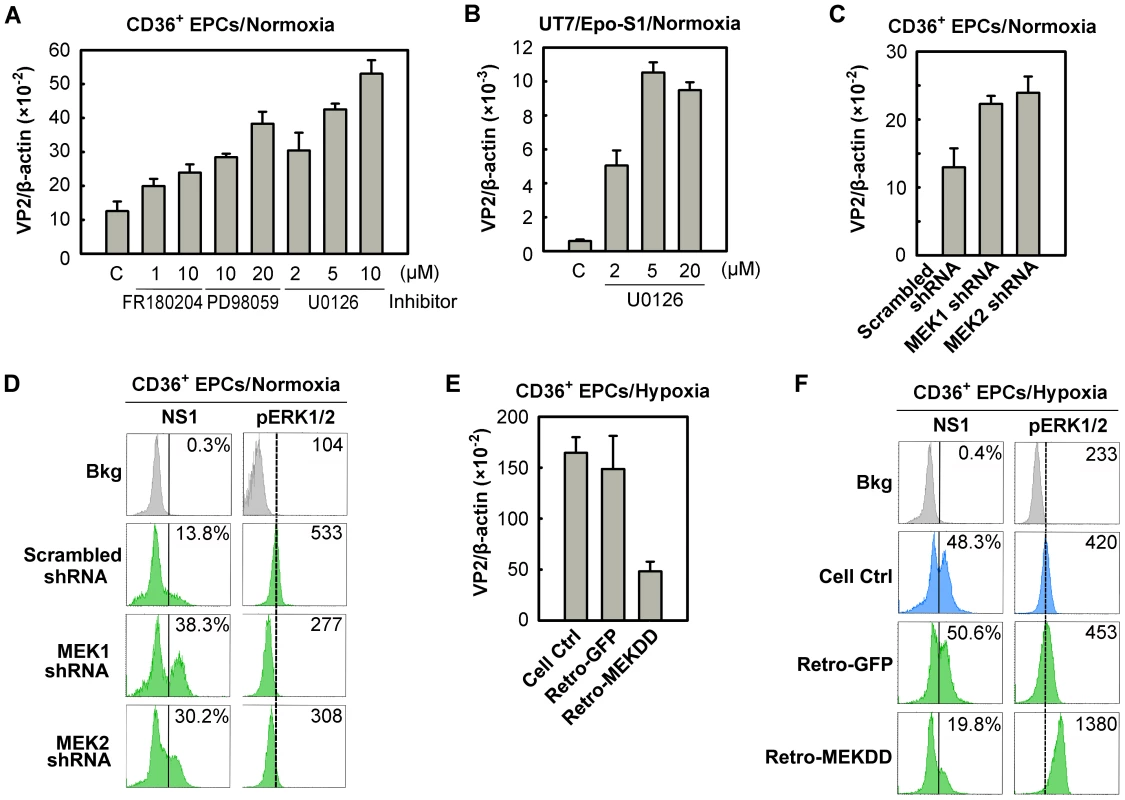 Regulation of B19V infection of CD36<sup>+</sup> EPCs by MEK/ERK pathway.