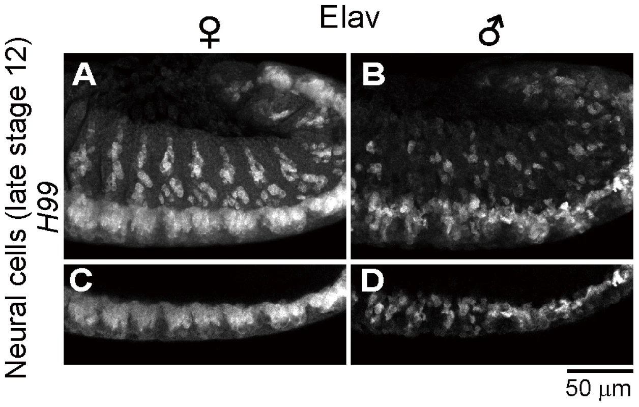Neural defects in <i>Spiroplasma</i>-infected male embryos of apoptosis-deficient mutant of <i>D. melanogaster</i>.