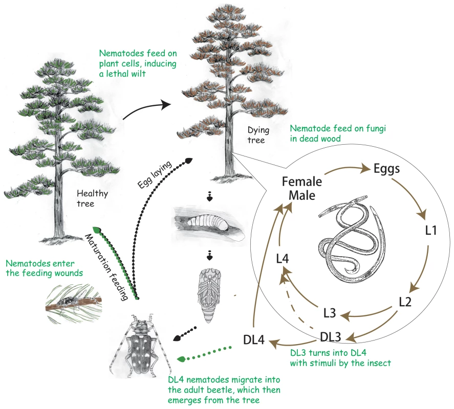 The life cycle of the pine wood nematode <i>Bursaphelenchus xylophilus</i>.