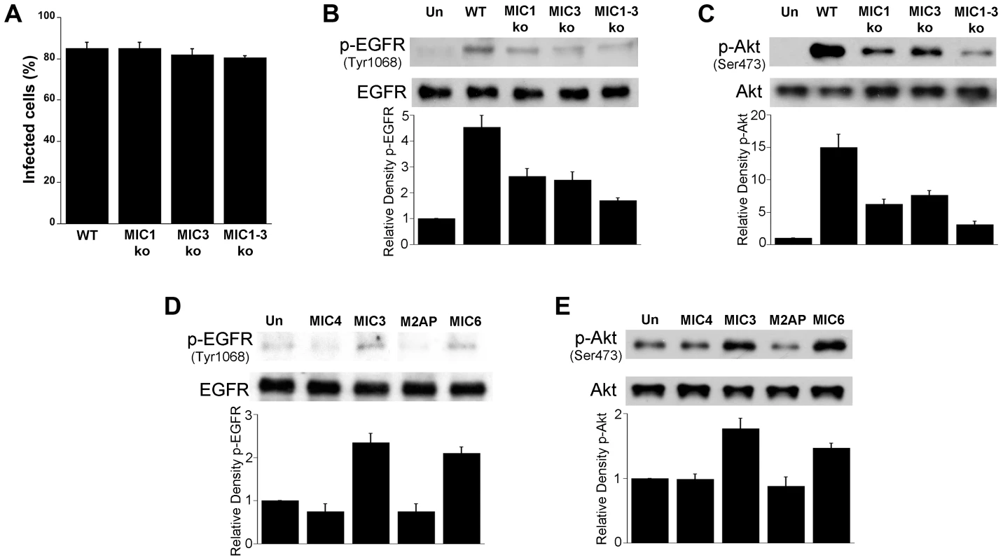 <i>T. gondii</i> micronemal proteins appear to induce EGFR and Akt activation.