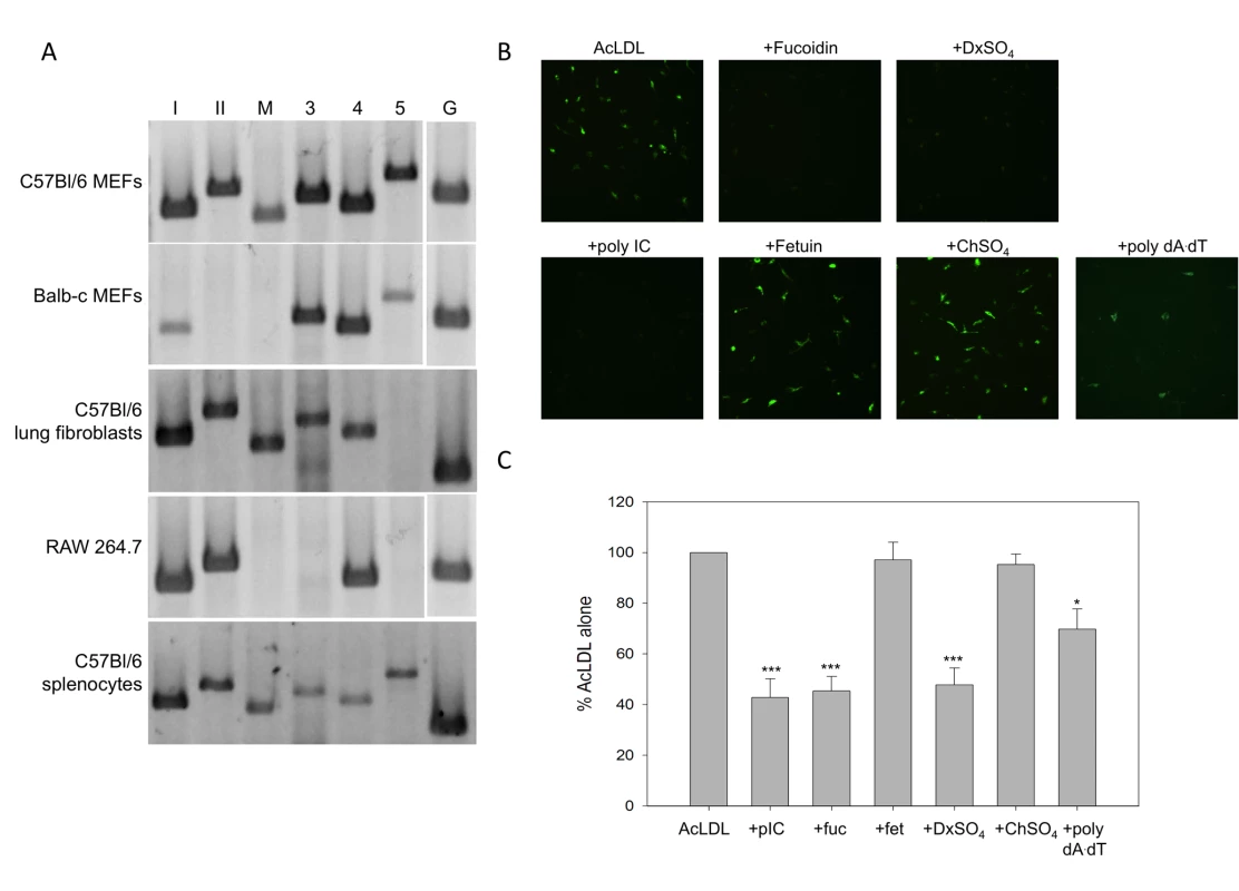 Primary murine fibroblasts express functional SR-As.