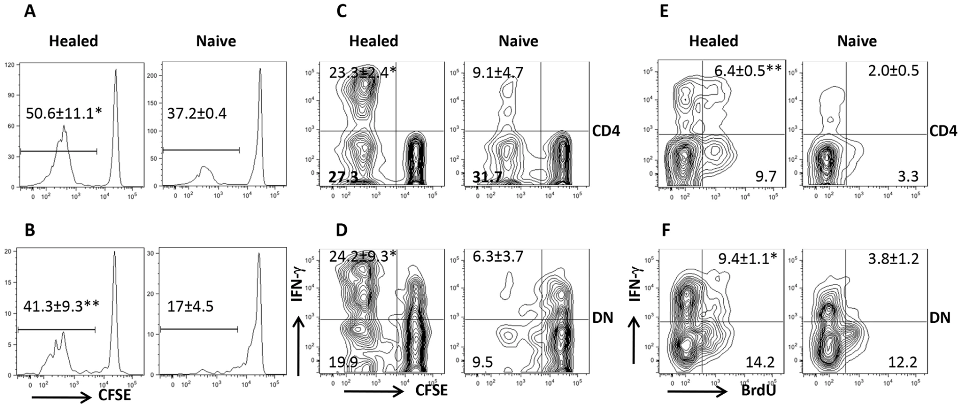 DN T cells proliferate and produce IFN-γ <i>in vivo</i>.