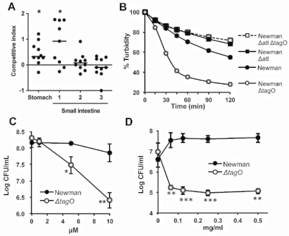 The reduced GI fitness of the Δ<i>tagO</i> mutant correlates with its susceptibility to bile, defensins, and proteases.