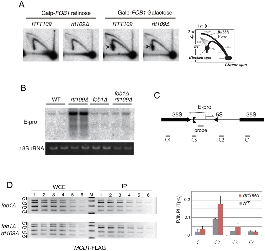 Replication fork stability at RFB, non-coding RNA from IGS and cohesin association in <i>rtt109</i> mutant.