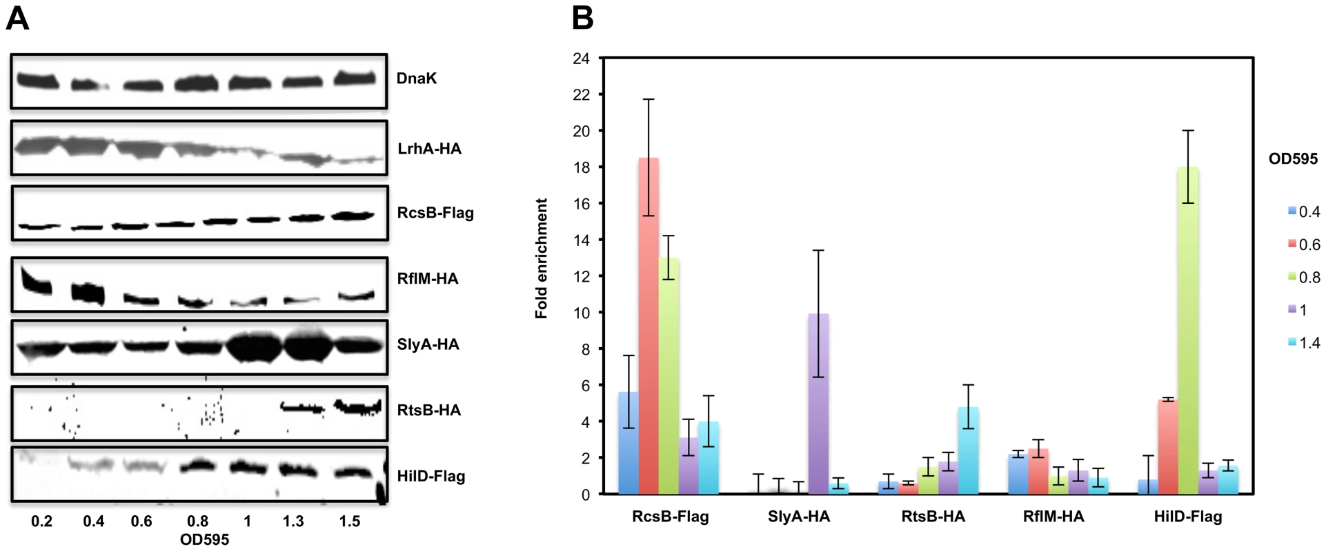 The expression levels and the in-vivo binding of regulatory factors controlling <i>flhDC</i> operon transcription during cell growth phases.