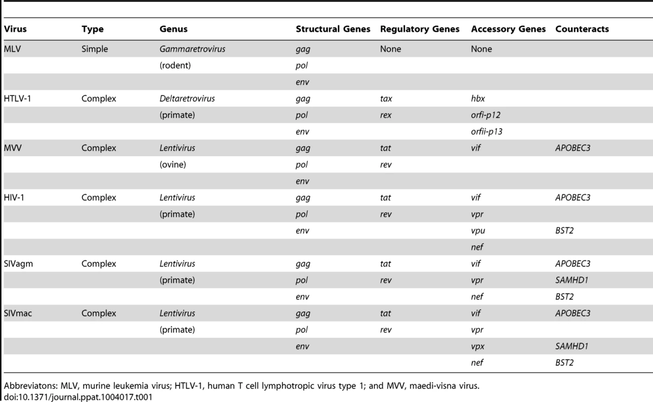 Primate lentiviruses have an expanded repertoire of accessory genes.
