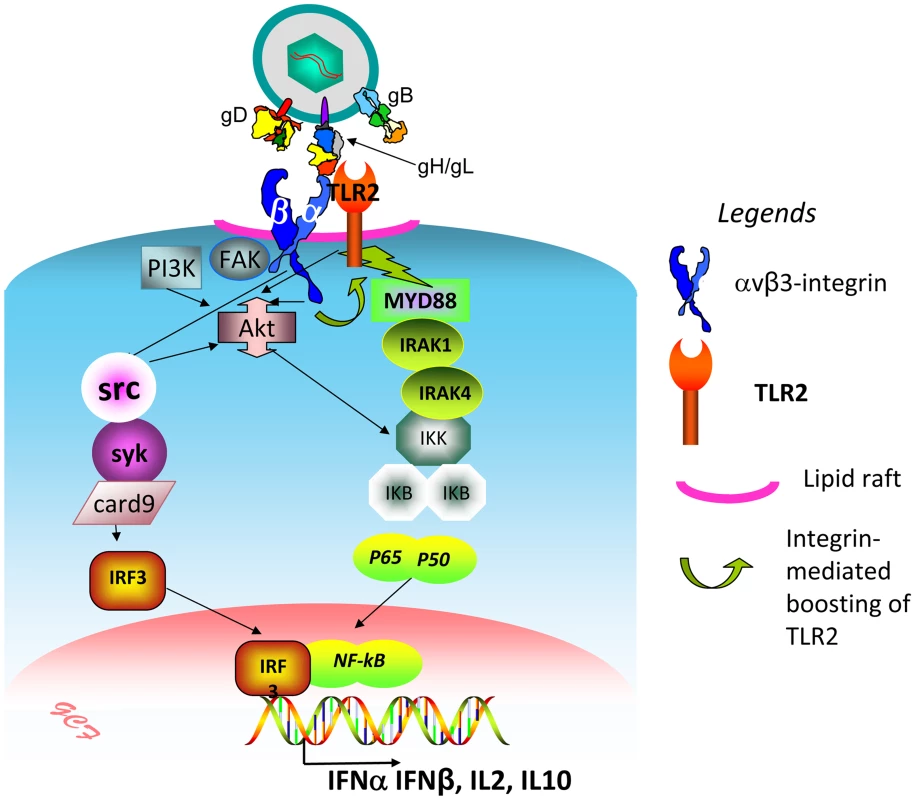 Simplified view of the concerted contribution of αvβ3-integrin and TLR2 to the immediate defensive response of the cell to an invader, exemplified by HSV.