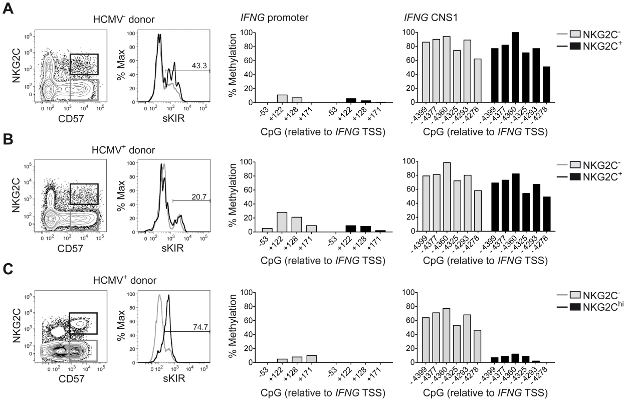 Expanded NKG2C<sup>hi</sup> NK cells display complete demethylation of the <i>IFNG</i> CNS1.