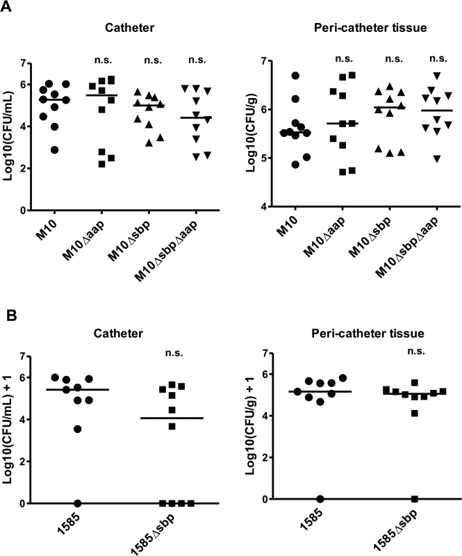 Relevance of Sbp in a mouse catheter infection-model.