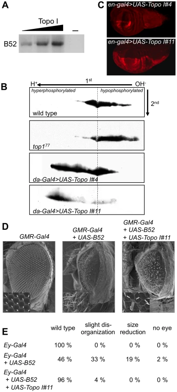 <i>Drosophila</i> Topo I phosphorylates B52 <i>in vitro</i> and <i>in vivo</i>.