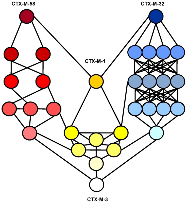 Interconnectedness of three CTX-M-3 diversification routes.
