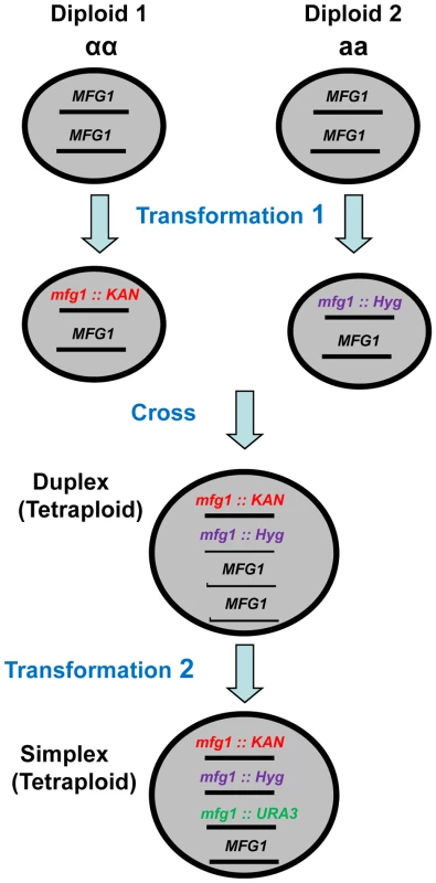 Development of tetraploid simplex strains.