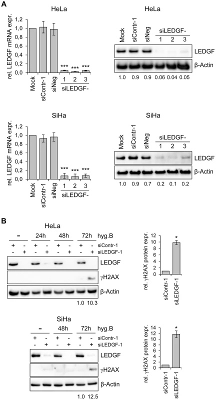 Silencing of <i>LEDGF</i> expression by synthetic siRNAs increases hygromycin B-induced genotoxicity in HPV-positive cancer cells.