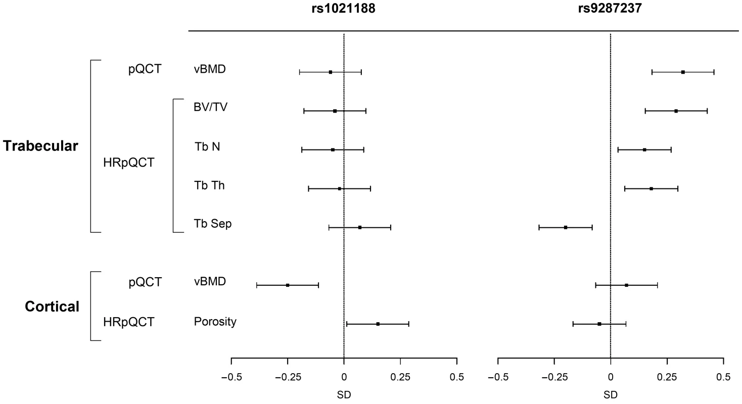 The associations of the SNPs explaining most of the cortical vBMD (rs1021188) and trabecular vBMD variations (rs9287237), respectively, with bone parameters in the GOOD cohort at the follow-up visit (n = 729).