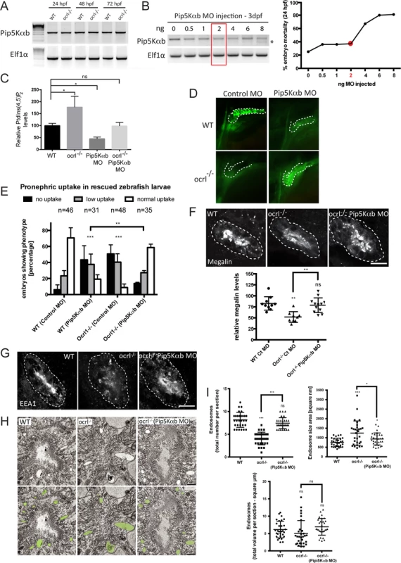 Rescue of the pronephric uptake defect in OCRL1 deficient embryos by suppression of PIP5K.