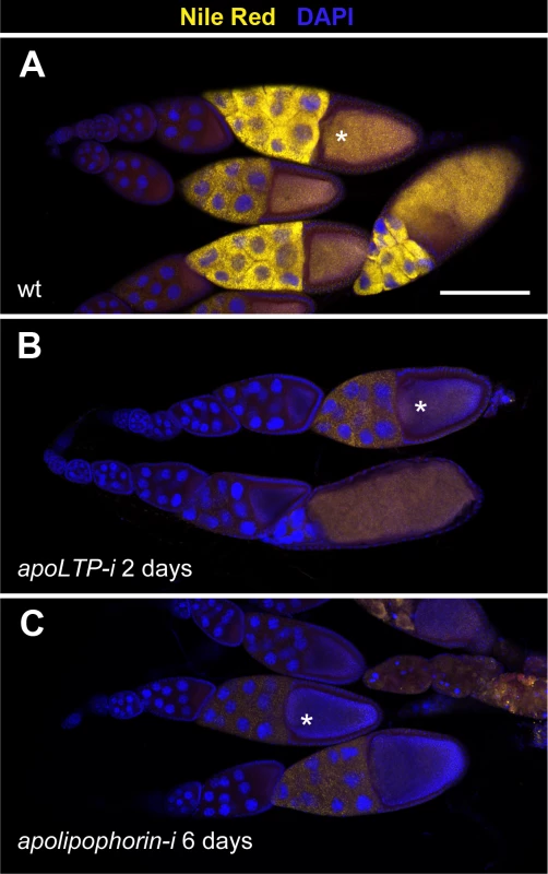 LTP is required for neutral lipid accumulation in ovaries.