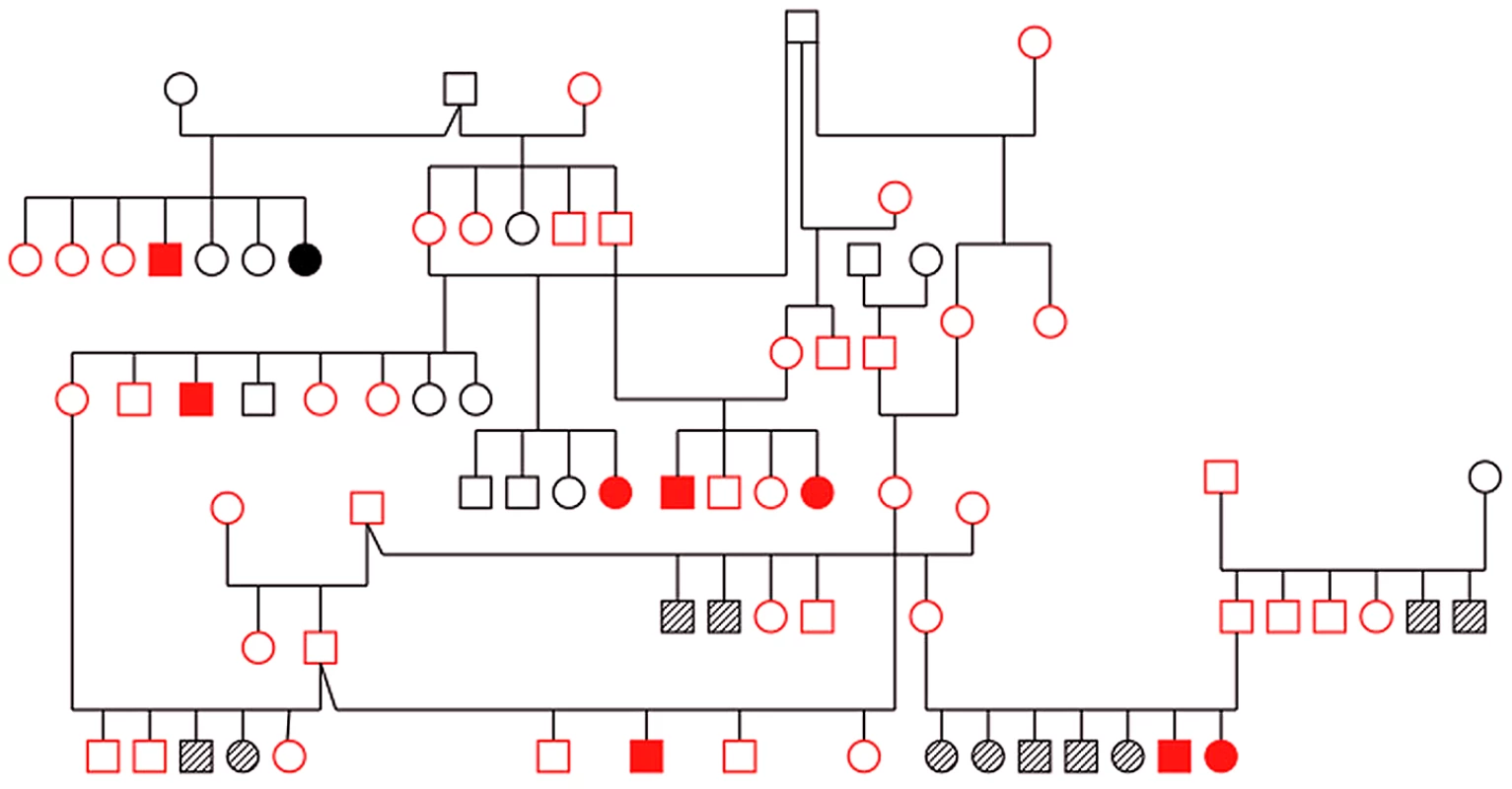 Pedigree of family of Old English Sheepdogs genotyped with microsatellite markers for linkage analysis.
