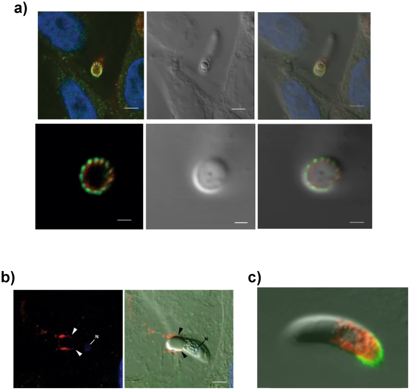 Details of localization of EtMIC3 and EtAMA1 in invading parasites.