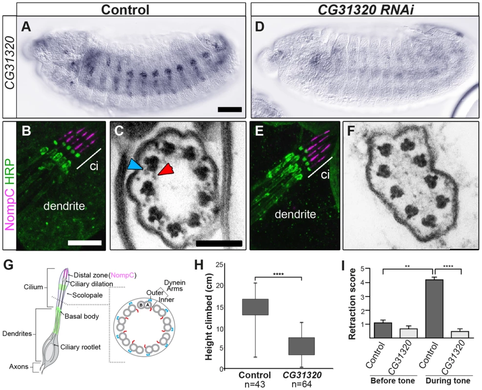 <i>CG31320</i> is required for mechanosensory structure and function in Ch neurons.