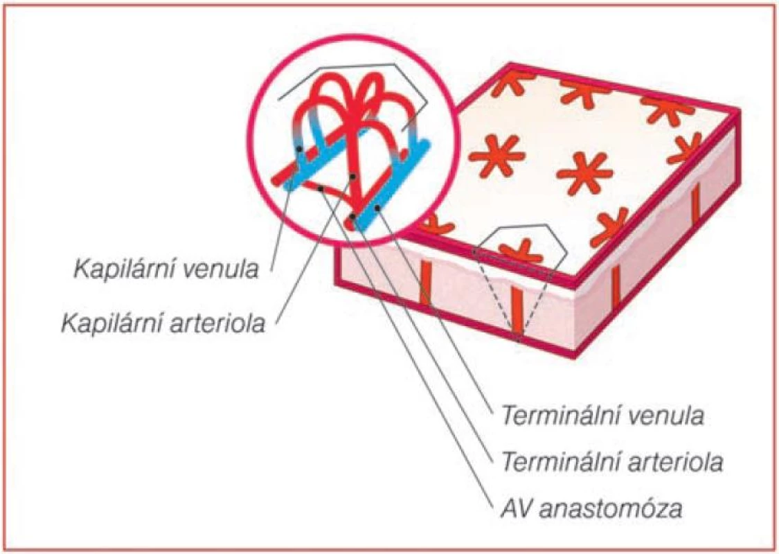 Základní jednotka kožní vaskularizace ve tvaru šestiúhelníku
(Modifikovano podle PARSI [14])