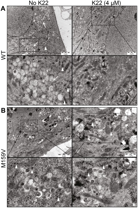 K22 affects formation of double membrane vesicles (DMVs).