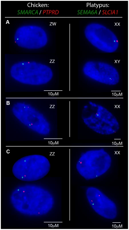 Transcriptional activity of neighbouring chicken Z loci and platypus X<sub>5</sub> loci in fibroblasts.